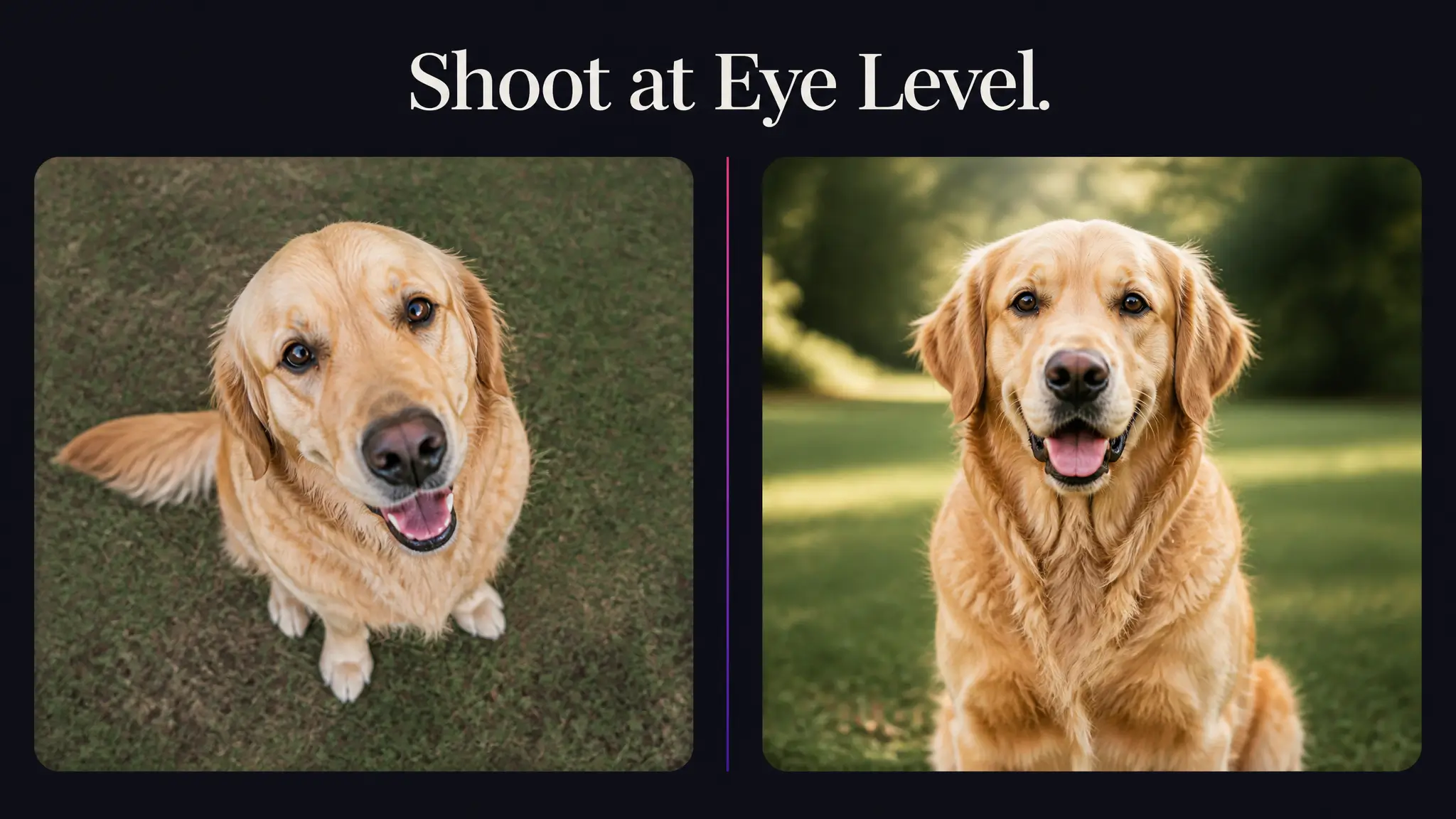 Getting a Usable Pet Photo Before You Touch an AI Pet Portrait Generator