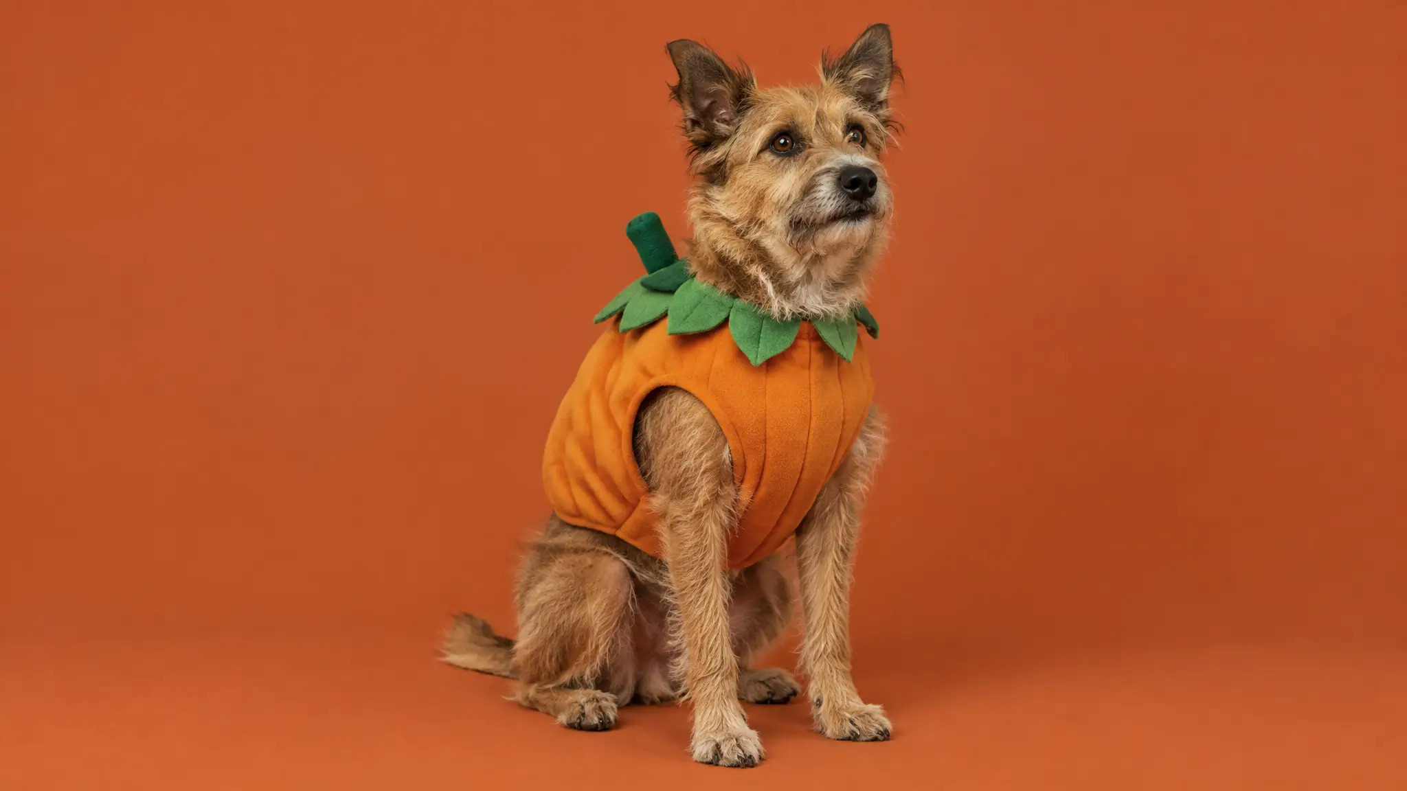 Dog Halloween costume ideas