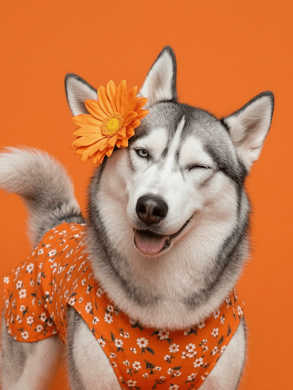 Daisy Wink