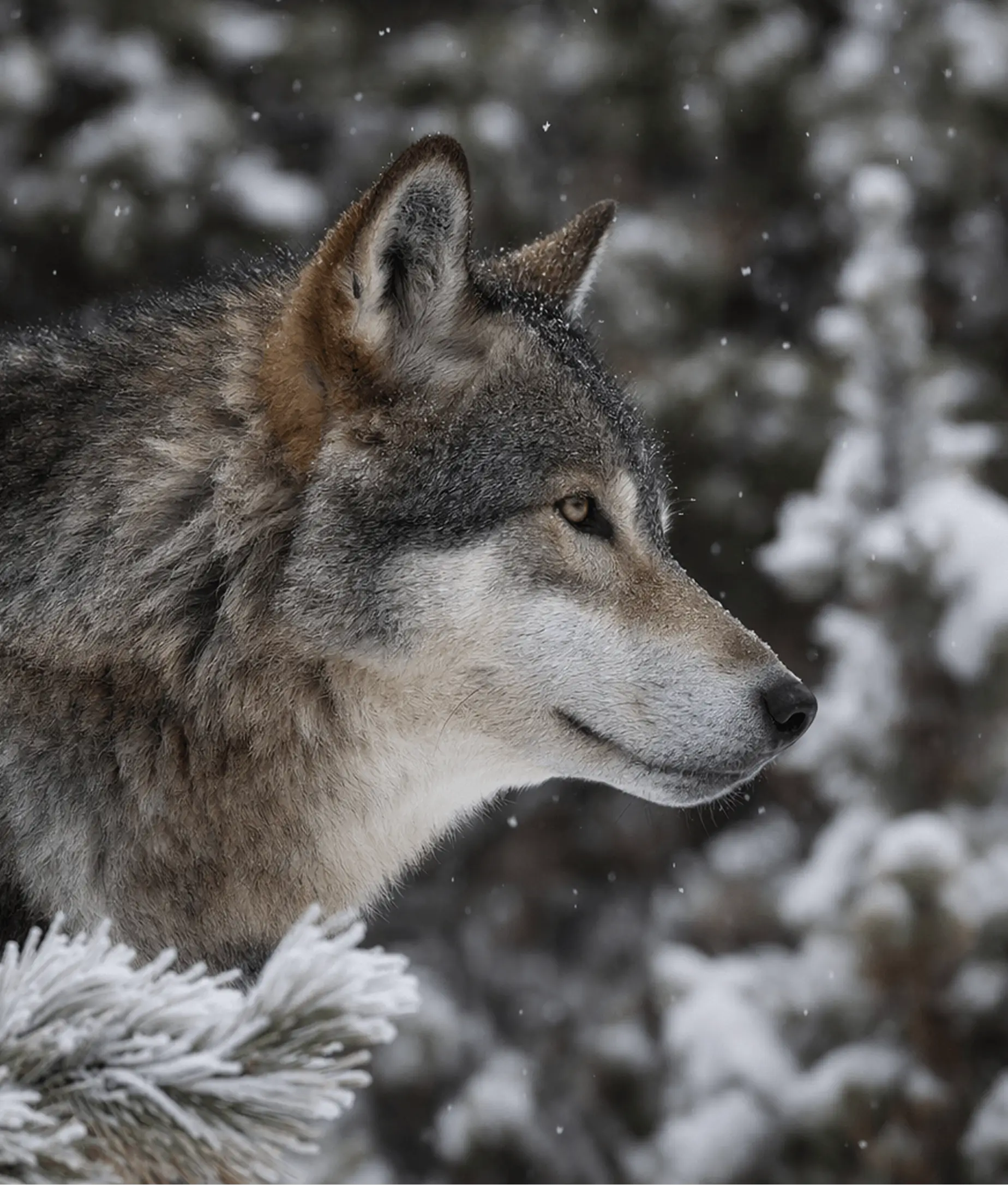 Close-up of a wolf in a snowy forest with falling snow and soft background blur, GPT Image 2.0 generated